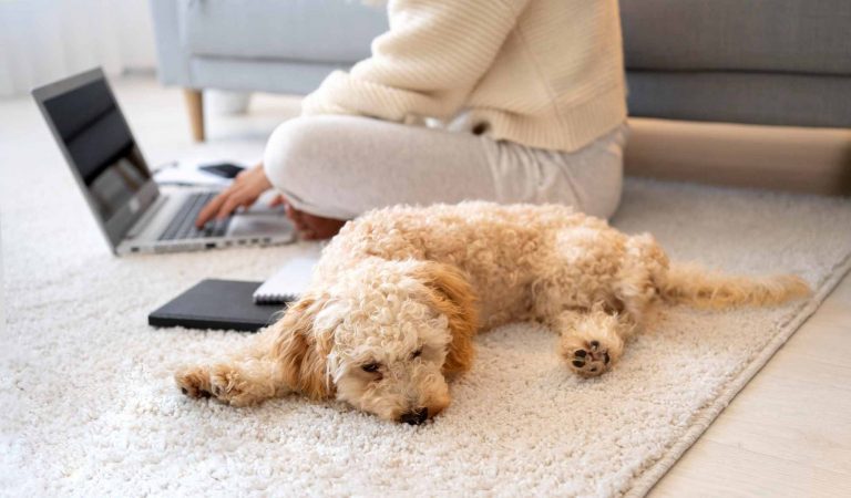 Perro pequeño junto a su dueña en un piso alquilado